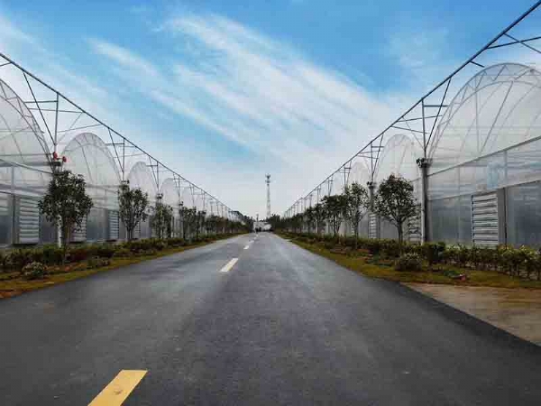 连栋薄膜温室