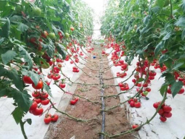 以色列沙培（亩产31840斤茬）