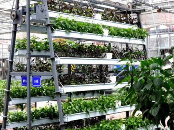 链条滚动式栽培装置