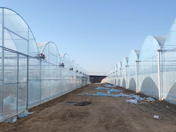 简易连栋温室