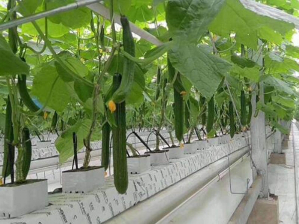 营养液培和土培有什么不同 营养液培和土培有什么不同