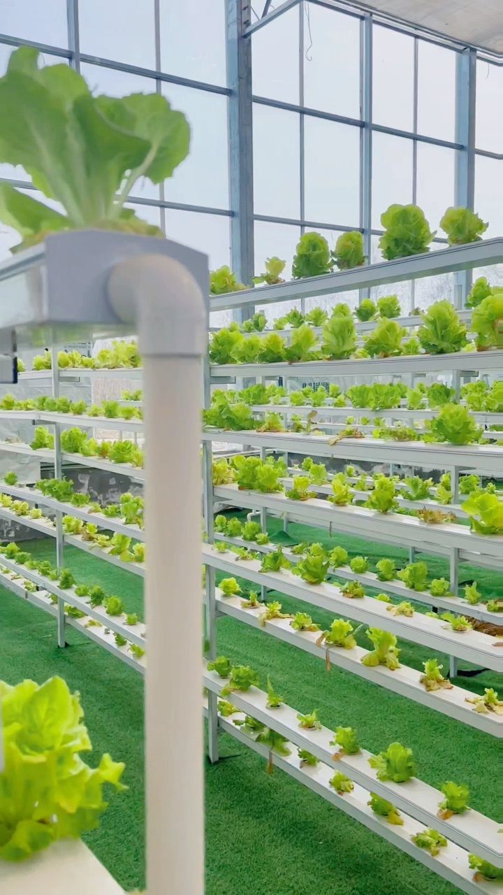 无土栽培介绍 无土栽培介绍