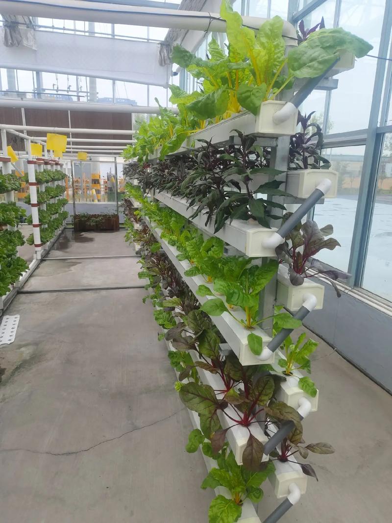 无土栽培建设介绍 无土栽培建设介绍